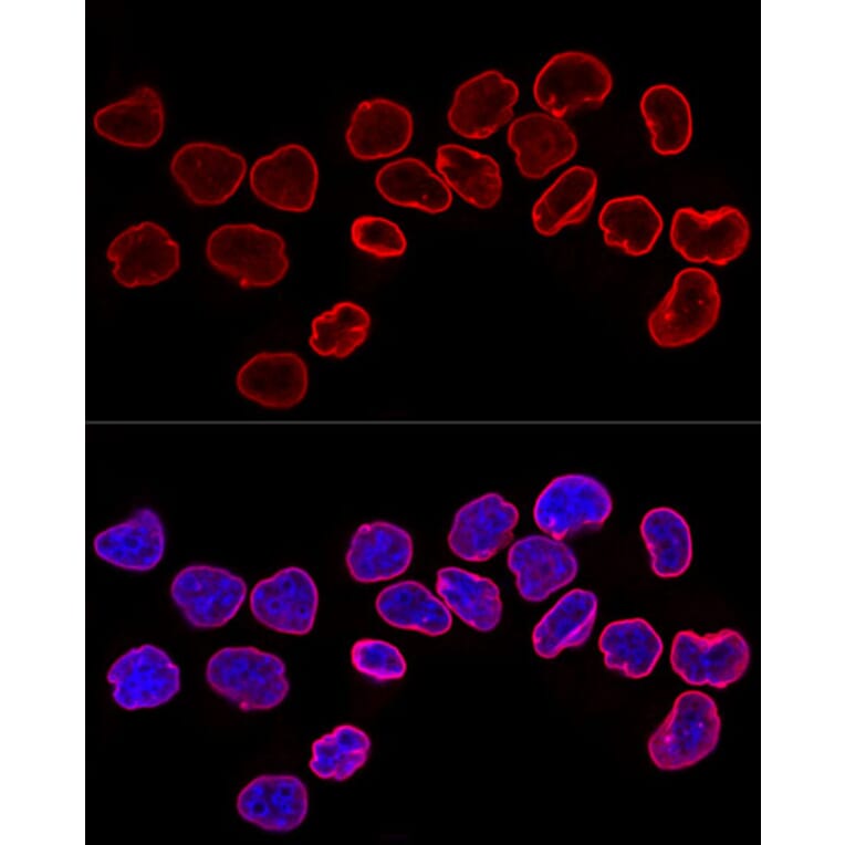 Immunofluorescence - Anti-Lamin B1 Antibody (A13736) - Antibodies.com