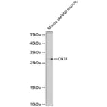Western Blot - Anti-CNTF Antibody (A13739) - Antibodies.com