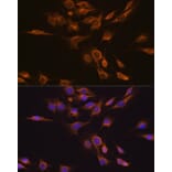 Immunofluorescence - Anti-CNTF Antibody (A13739) - Antibodies.com