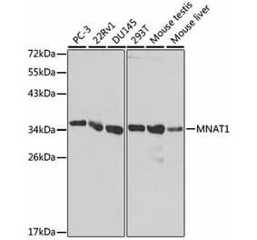 Western Blot - Anti-MNAT1 Antibody (A13741) - Antibodies.com