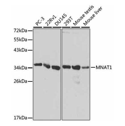 Western Blot - Anti-MNAT1 Antibody (A13741) - Antibodies.com