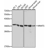 Western Blot - Anti-MNAT1 Antibody (A13741) - Antibodies.com