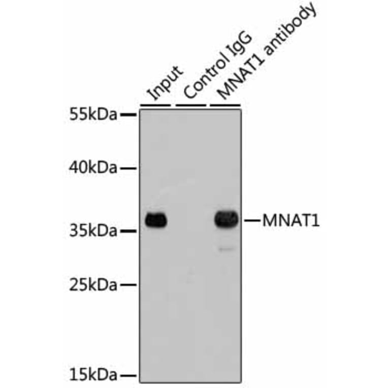 Western Blot - Anti-MNAT1 Antibody (A13741) - Antibodies.com