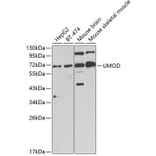Western Blot - Anti-UMOD Antibody (A1920) - Antibodies.com
