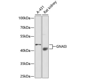 Western Blot - Anti-GNAI3 Antibody (A13745) - Antibodies.com
