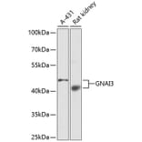 Western Blot - Anti-GNAI3 Antibody (A13745) - Antibodies.com