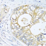 Immunohistochemistry - Anti-GNAI3 Antibody (A13745) - Antibodies.com