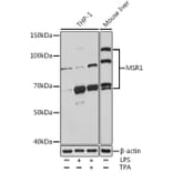 Western Blot - Anti-CD204 Antibody (A13746) - Antibodies.com