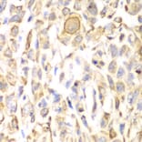 Immunohistochemistry - Anti-CD151 Antibody (A13750) - Antibodies.com