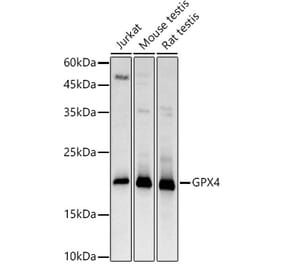 Western Blot - Anti-Glutathione Peroxidase 4 Antibody (A13753) - Antibodies.com