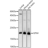 Western Blot - Anti-Glutathione Peroxidase 4 Antibody (A13753) - Antibodies.com