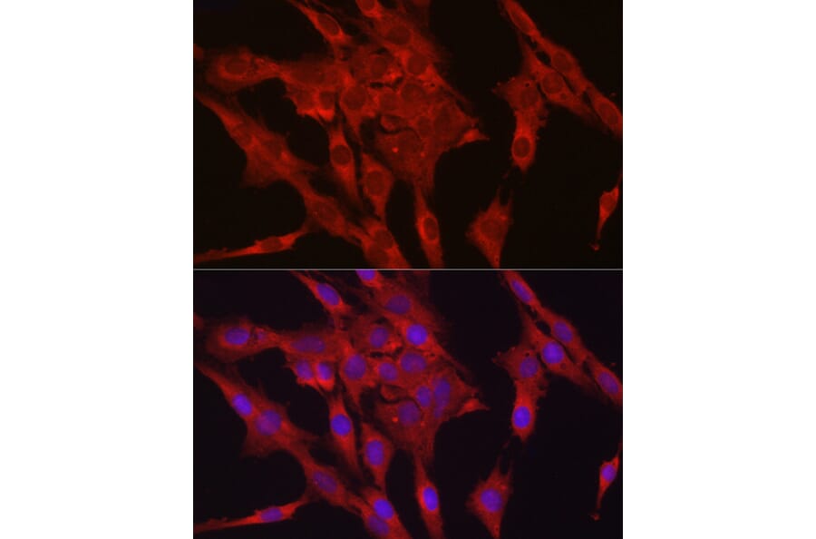 Immunofluorescence - Anti-Glutathione Peroxidase 4 Antibody (A13753) - Antibodies.com