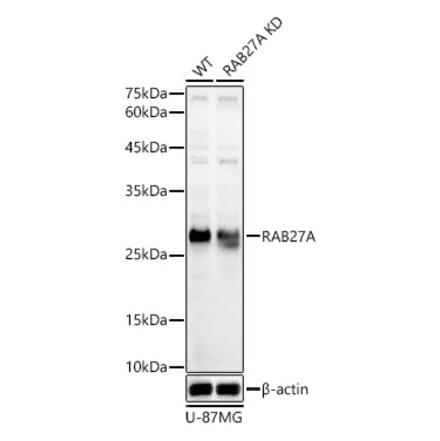 Western Blot - Anti-RAB27A Antibody (A13754) - Antibodies.com