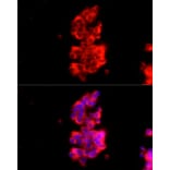 Immunofluorescence - Anti-RAB27A Antibody (A13754) - Antibodies.com