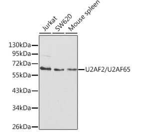 Western Blot - Anti-U2AF65 Antibody (A13756) - Antibodies.com