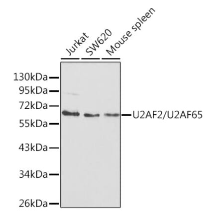 Western Blot - Anti-U2AF65 Antibody (A13756) - Antibodies.com