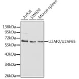 Western Blot - Anti-U2AF65 Antibody (A13756) - Antibodies.com