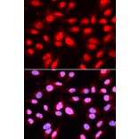 Immunofluorescence - Anti-U2AF65 Antibody (A13756) - Antibodies.com