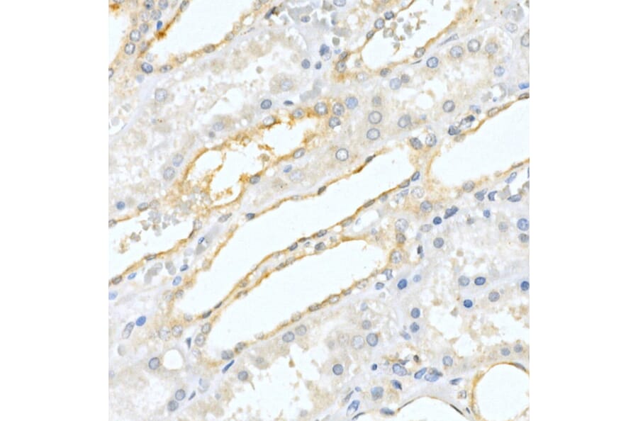 Immunohistochemistry - Anti-PAP Antibody (A13757) - Antibodies.com