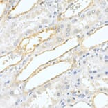 Immunohistochemistry - Anti-PAP Antibody (A13757) - Antibodies.com