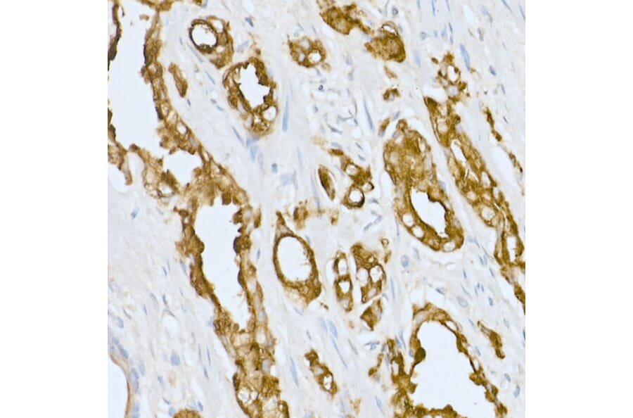 Immunohistochemistry - Anti-PAP Antibody (A13757) - Antibodies.com