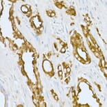 Immunohistochemistry - Anti-PAP Antibody (A13757) - Antibodies.com