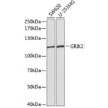 Western Blot - Anti-GRIK2/GluK2 Antibody (A13758) - Antibodies.com