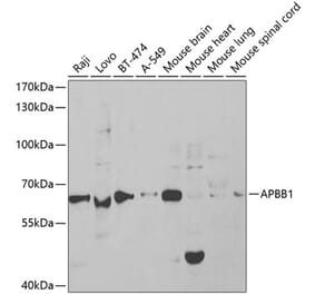 Western Blot - Anti-FE65 Antibody (A13762) - Antibodies.com