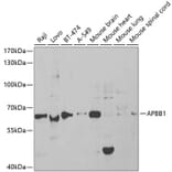 Western Blot - Anti-FE65 Antibody (A13762) - Antibodies.com