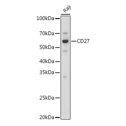 Western Blot - Anti-CD27 Antibody (A13763) - Antibodies.com
