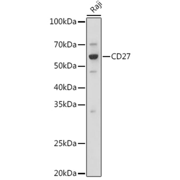 Western Blot - Anti-CD27 Antibody (A13763) - Antibodies.com