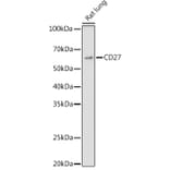 Western Blot - Anti-CD27 Antibody (A13763) - Antibodies.com
