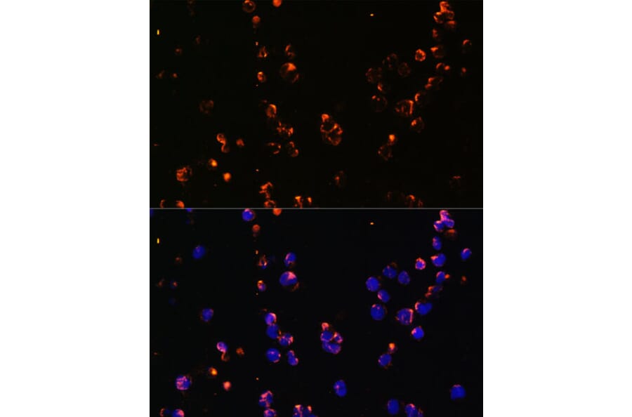 Immunofluorescence - Anti-CD27 Antibody (A13763) - Antibodies.com
