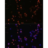 Immunofluorescence - Anti-CD27 Antibody (A13763) - Antibodies.com