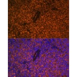 Immunofluorescence - Anti-CD27 Antibody (A13763) - Antibodies.com