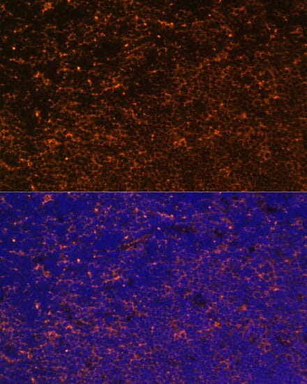 Anti-CD27 Antibody (A13763) | Antibodies.com