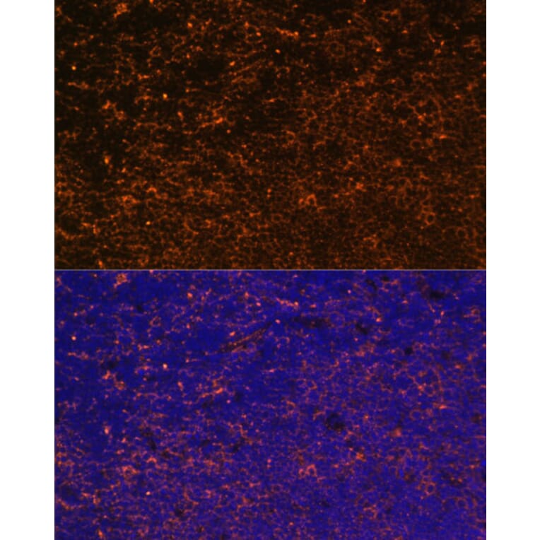 Immunofluorescence - Anti-CD27 Antibody (A13763) - Antibodies.com