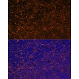 Immunofluorescence - Anti-CD27 Antibody (A13763) - Antibodies.com