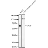 Western Blot - Anti-Glypican 3 Antibody (A13764) - Antibodies.com