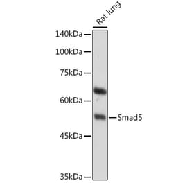 Western Blot - Anti-SMAD5 Antibody (A13765) - Antibodies.com