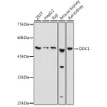 Western Blot - Anti-Ornithine Decarboxylase/ODC Antibody (A13766) - Antibodies.com