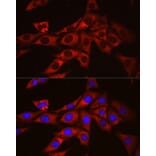 Immunofluorescence - Anti-Ornithine Decarboxylase/ODC Antibody (A13766) - Antibodies.com