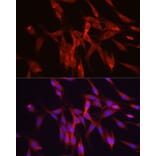 Immunofluorescence - Anti-Ornithine Decarboxylase/ODC Antibody (A13766) - Antibodies.com