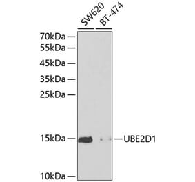 Western Blot - Anti-SFT Antibody (A13769) - Antibodies.com