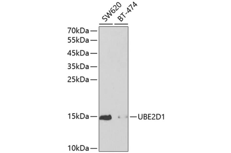 Western Blot - Anti-SFT Antibody (A13769) - Antibodies.com