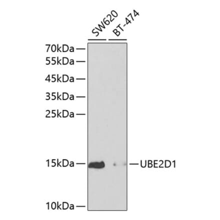 Western Blot - Anti-SFT Antibody (A13769) - Antibodies.com