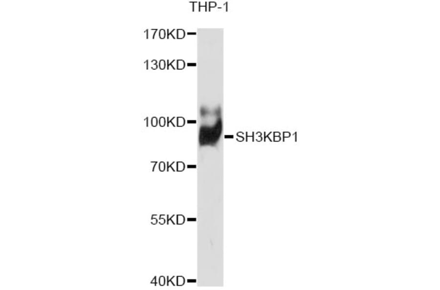 Western Blot - Anti-SH3KBP1 Antibody (A1952) - Antibodies.com