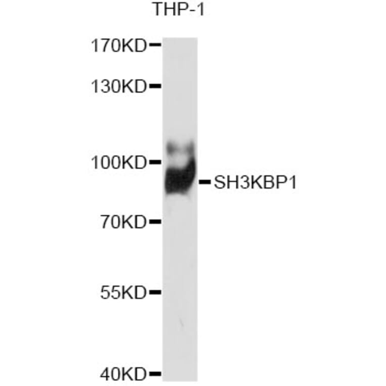 Western Blot - Anti-SH3KBP1 Antibody (A1952) - Antibodies.com
