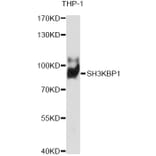 Western Blot - Anti-SH3KBP1 Antibody (A1952) - Antibodies.com