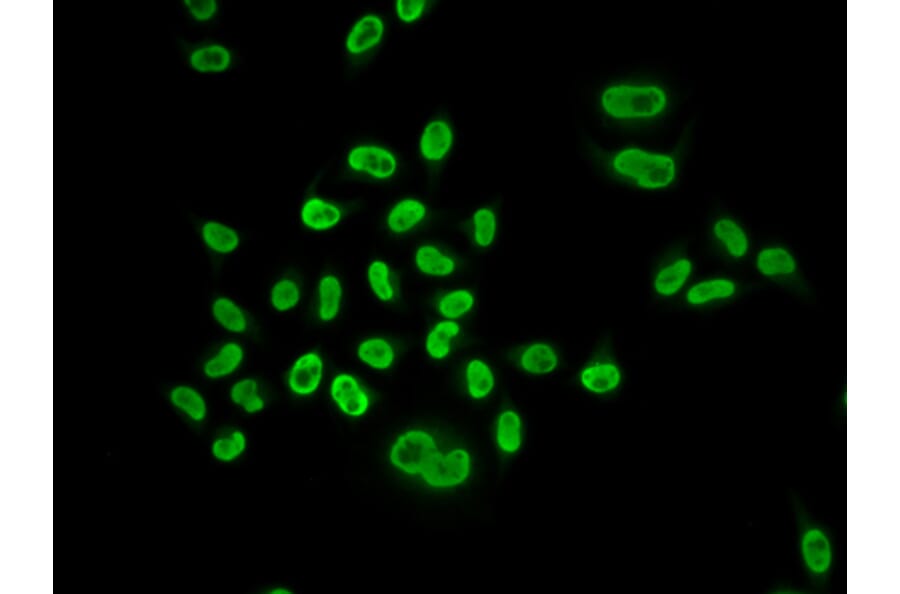 Immunofluorescence - Anti-MCM6 Antibody (A13771) - Antibodies.com